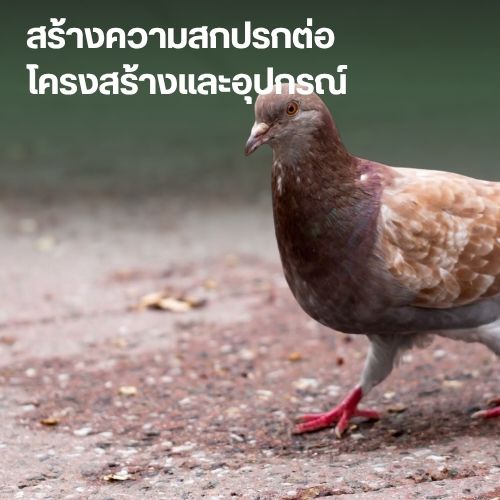 สร้างความสกปรกต่อโครงสร้างและอุปกรณ