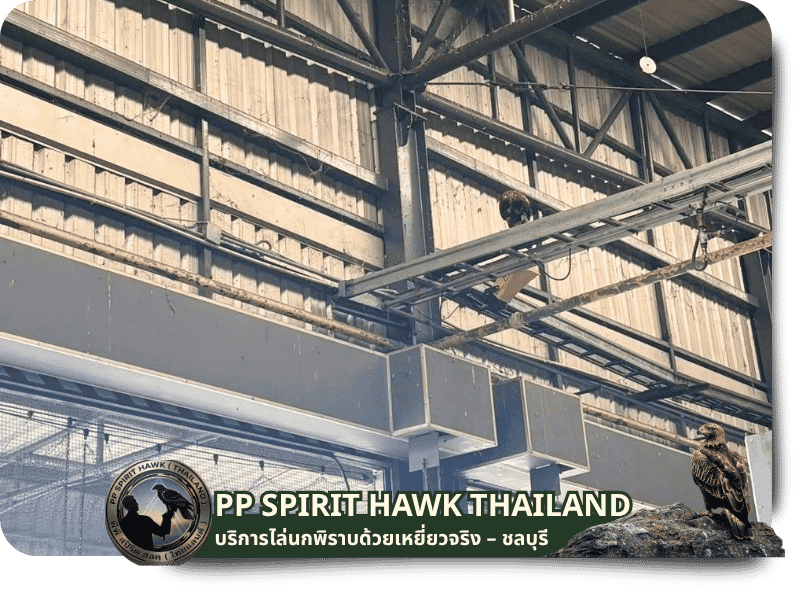 บริการควบคุมนกพิราบด้วยเหยี่ยวธรรมชาติ ชลบุรี ศรีราชา