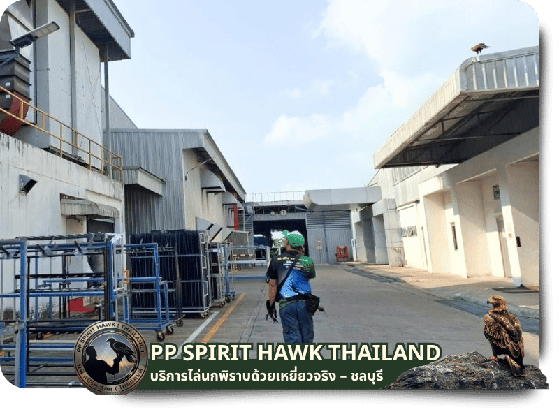 ประสบการณ์ไล่นกด้วยเหยี่ยวจริงมากกว่า 6 ปี