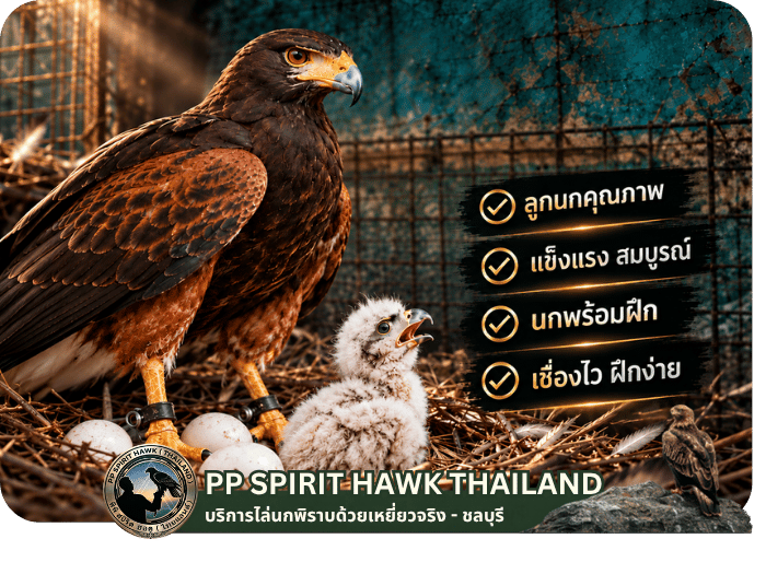 จำหน่าย รับจองลูกนกพร้อมฝึก